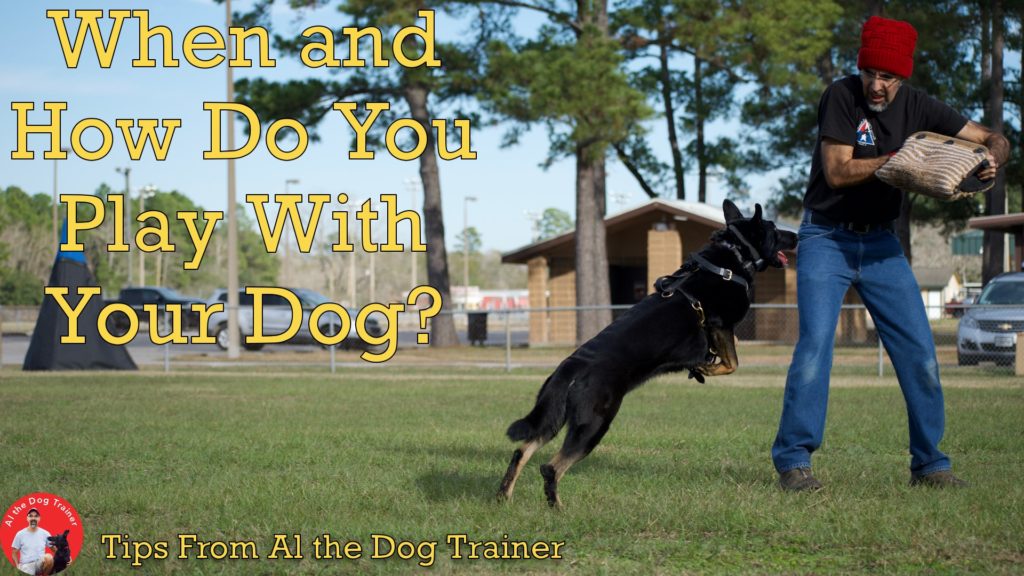 When and how do you play with your dog?