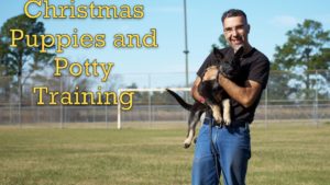 Christmas puppies and potty training