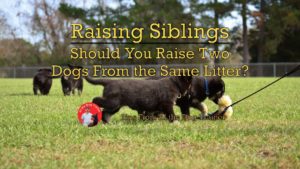Raising Siblings - Should you raise two dogs from the same litter?