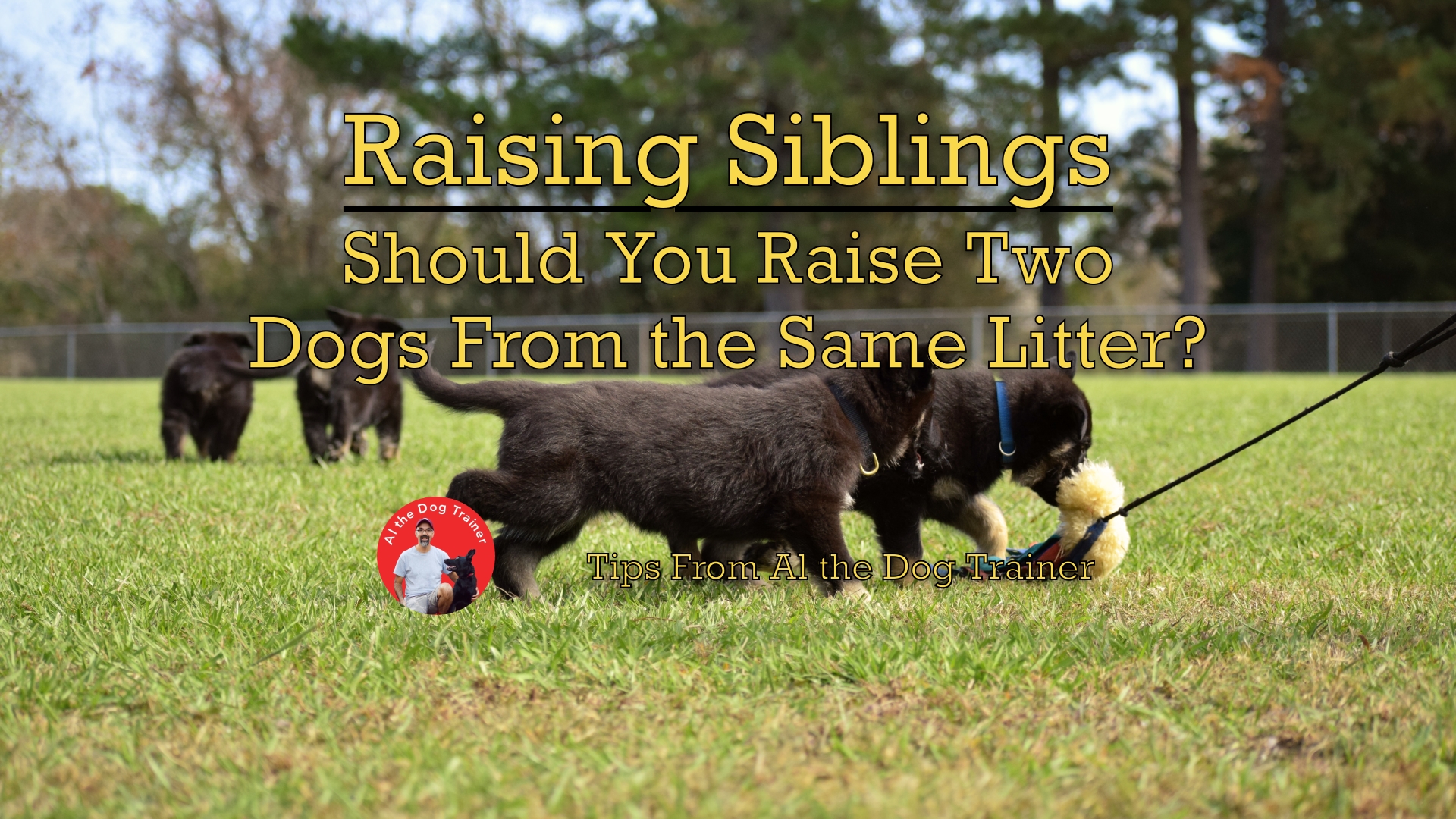 Raising Siblings Should You Raise Two Dogs From the Same Litter