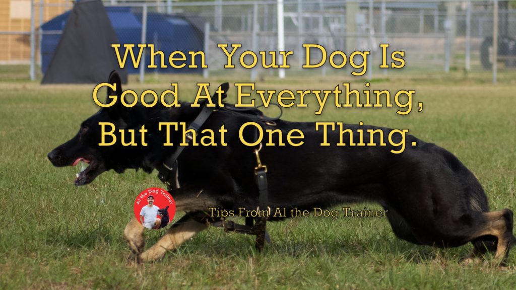 When Your Dog Is Good At Everything, But That One Thing