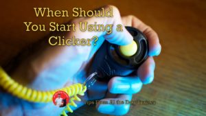 When Should You Start Using a Clicker?