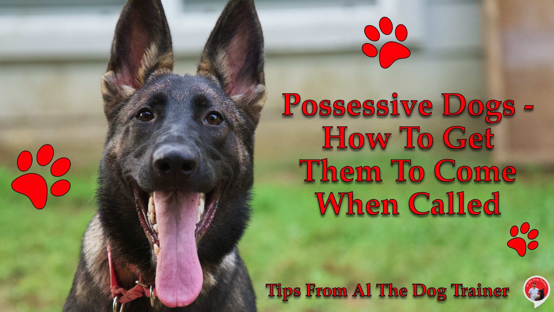 What Is A Dog Trainer Called