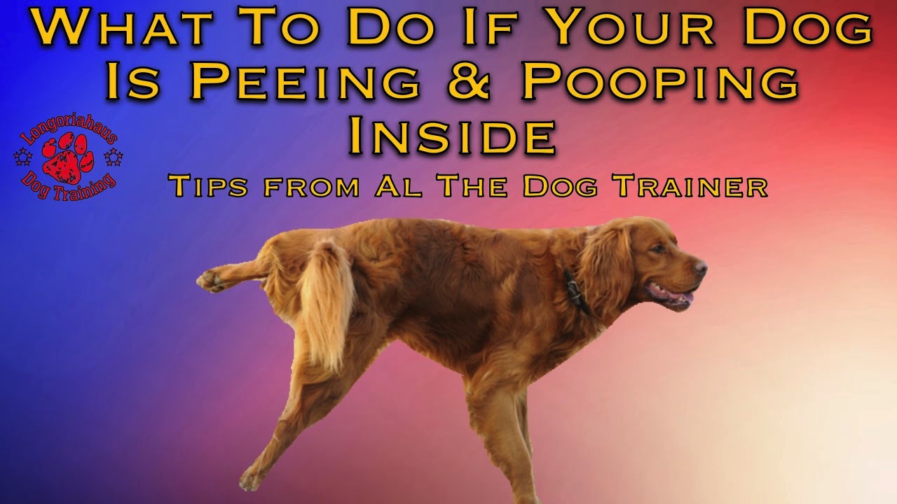 Is this your dog?. картины my guns is my dogs. дрессировка собак. Be a fan of. собачка торопится.