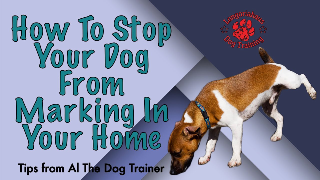 How To Stop Your Dog From Marking In Your Home Tips From Al The Dog
