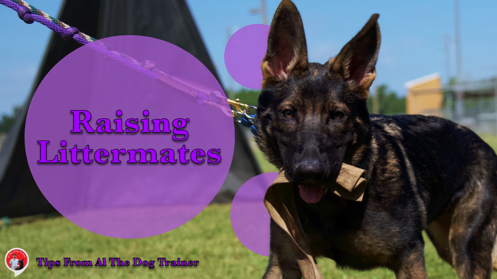 Raising Littermates Longoriahaus Dog Training