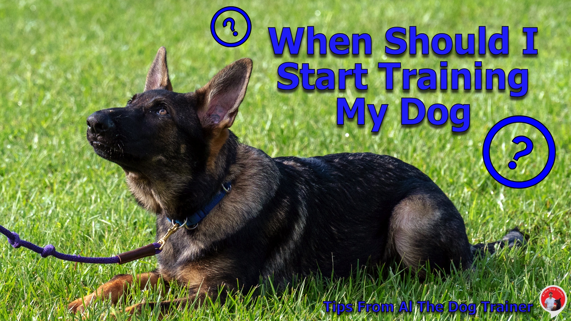 When Should I Start Training My Dog - Longoriahaus Dog Training