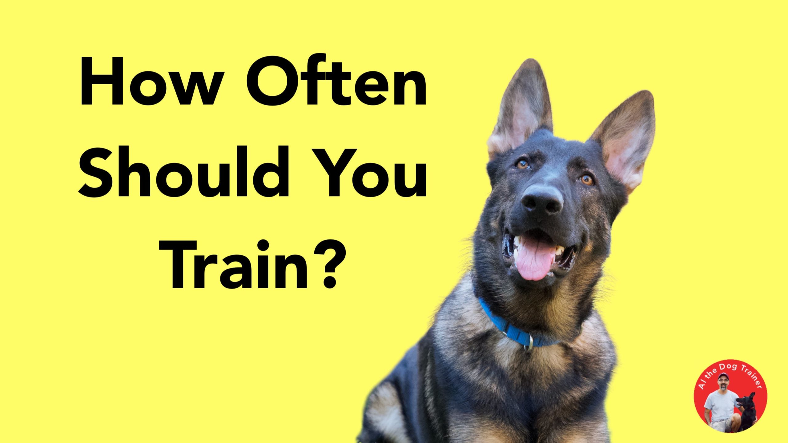 How Old Should A Dog Be To Train