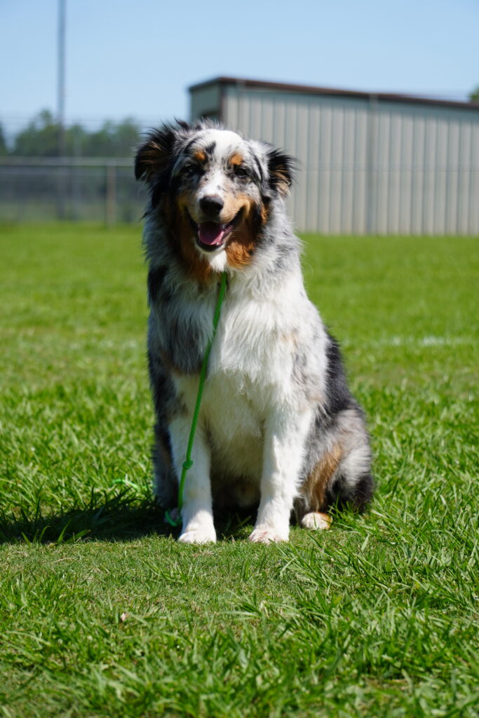 kingwood, humble, houston, dog training