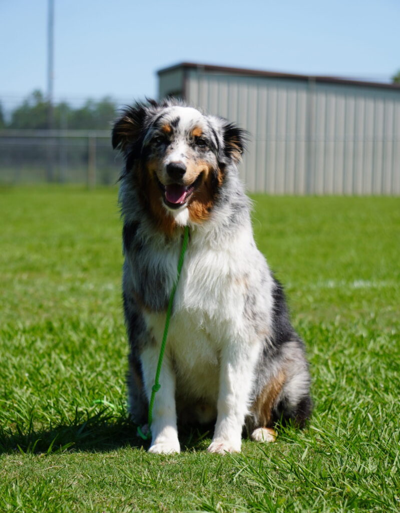 kingwood, humble, houston, dog training