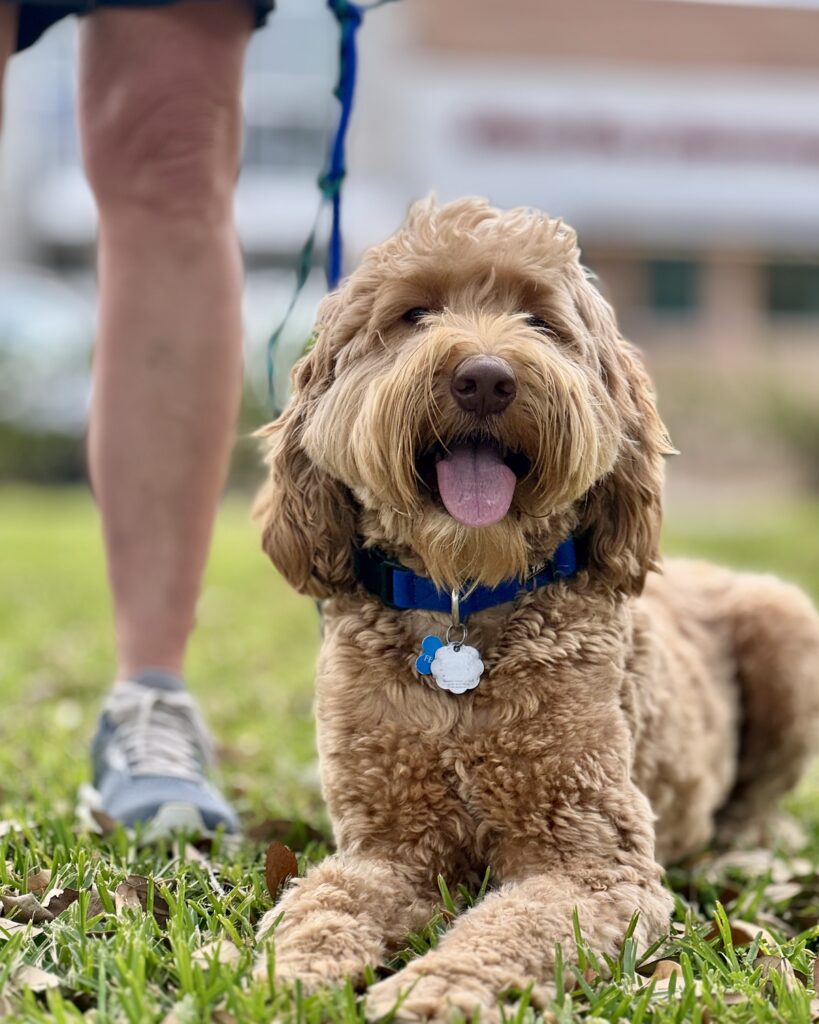 dog training kingwood, humble, houston, Texas
