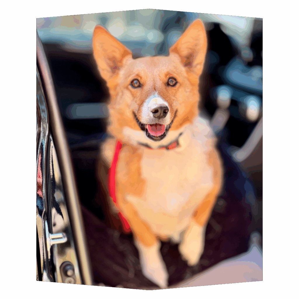 dog training kingwood, humble, houston, Texas