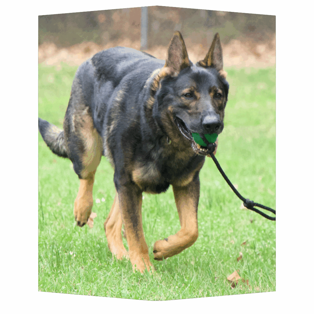 dog training kingwood, humble, houston, Texas