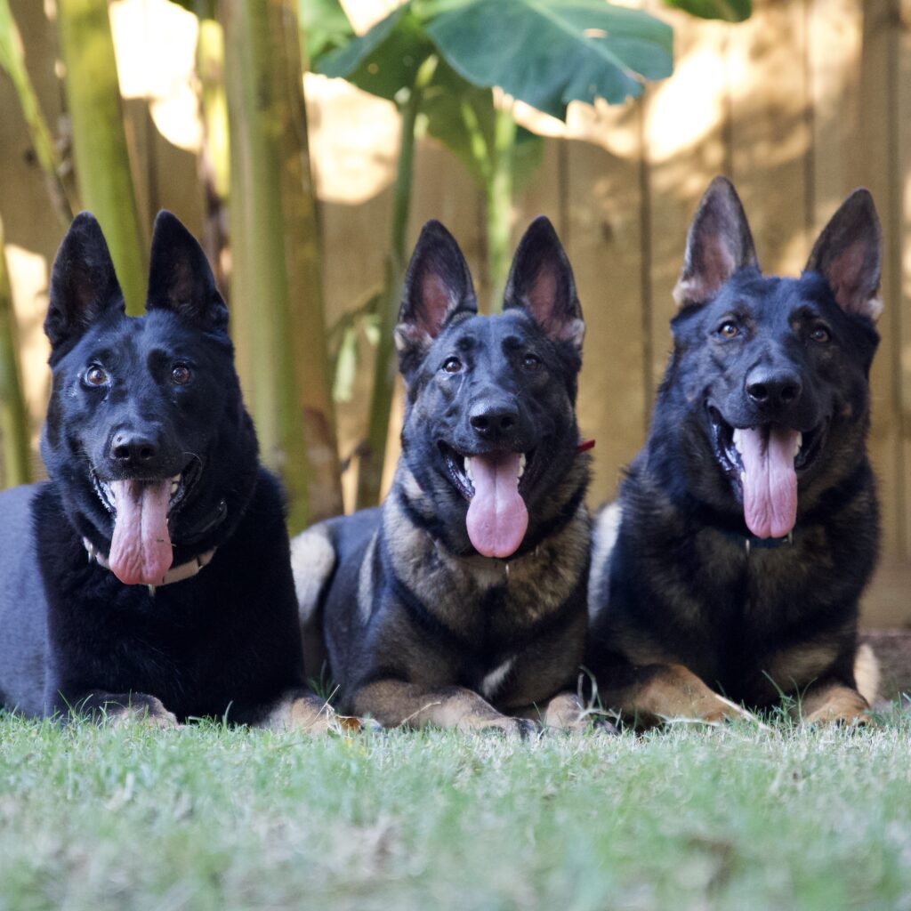dog training kingwood, humble, houston, Texas