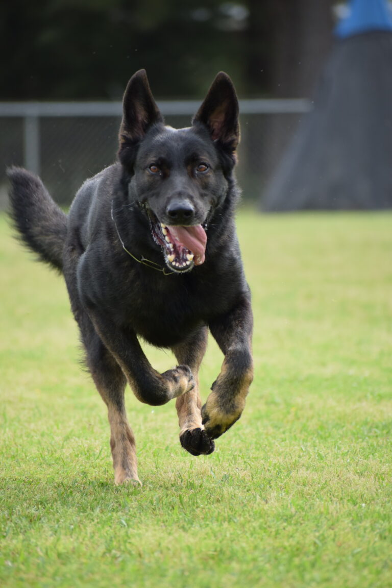 dog training kingwood, humble, houston, Texas