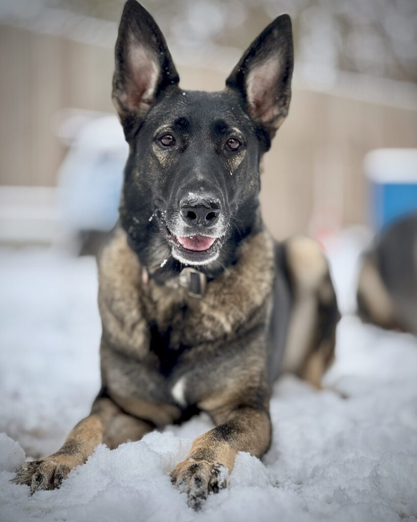 dog training kingwood, humble, houston, Texas