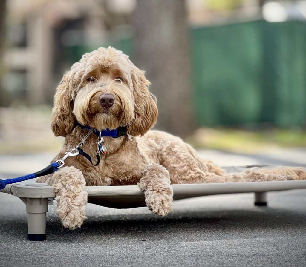 dog training kingwood, humble, houston, Texas