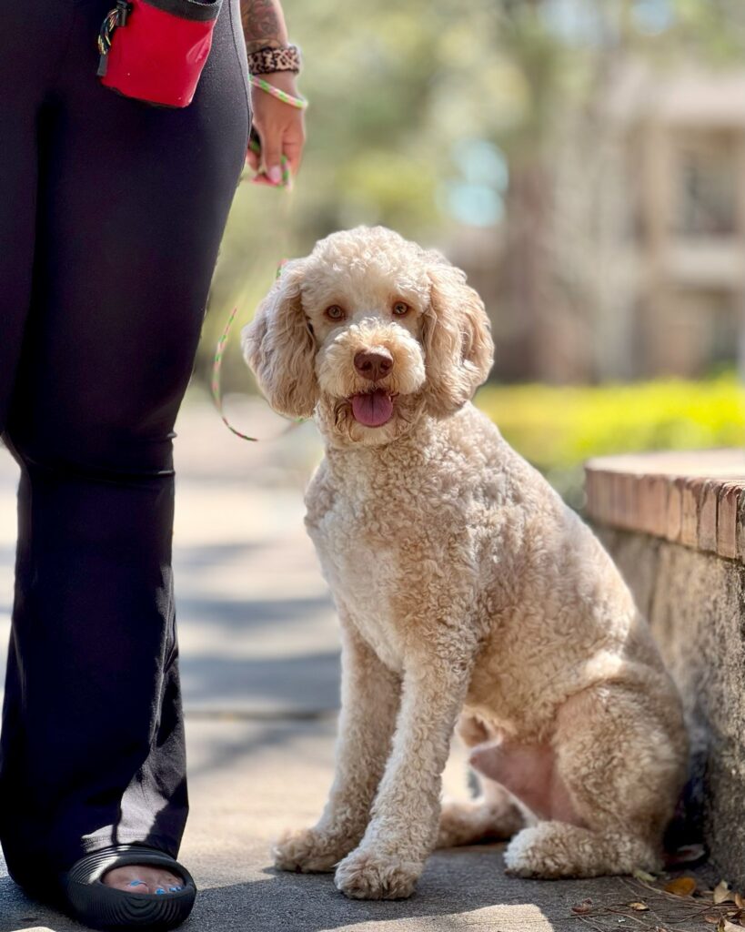 dog training kingwood, humble, houston, Texas