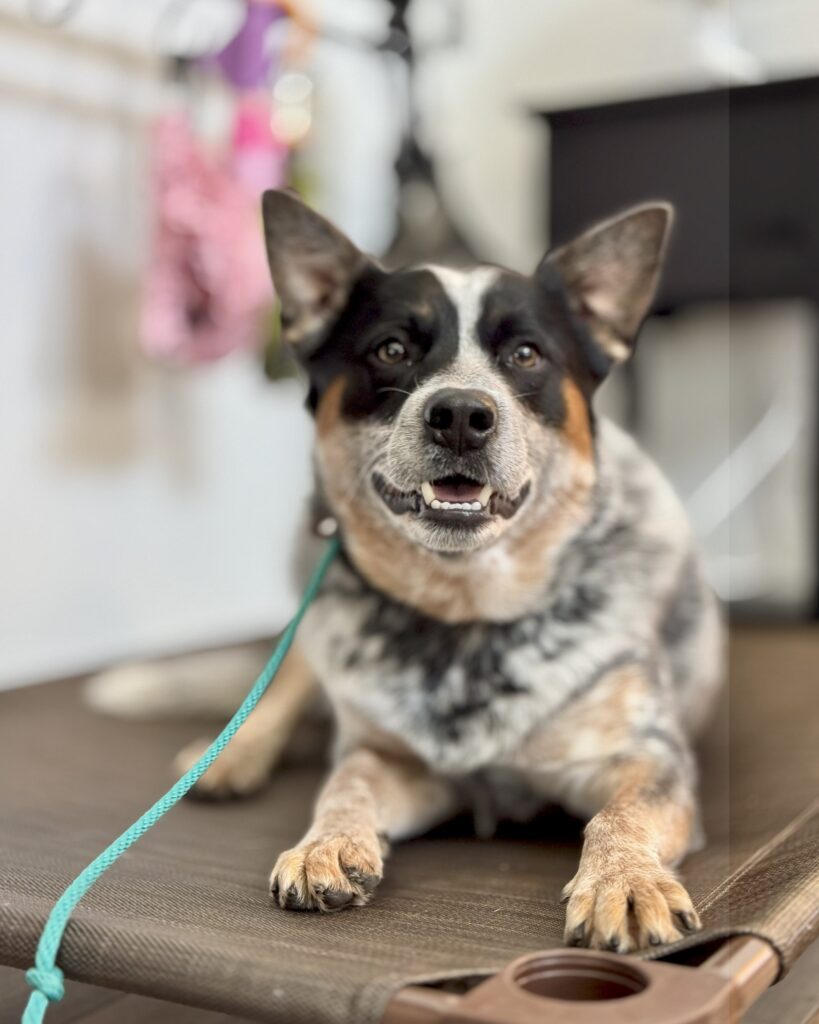 in-home dog training houston texas