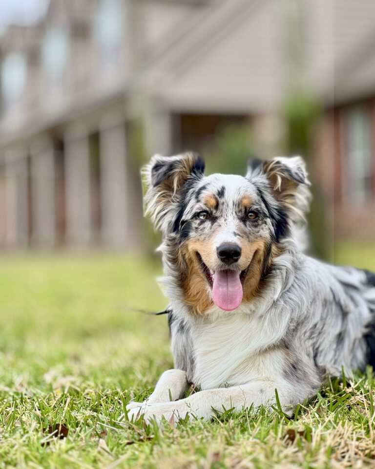 dog training kingwood, humble, houston, Texas