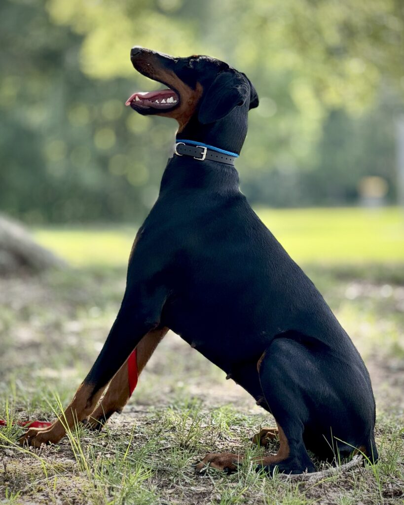 dog training kingwood, humble, houston, Texas