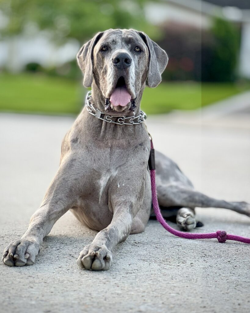 dog training kingwood, humble, houston, Texas