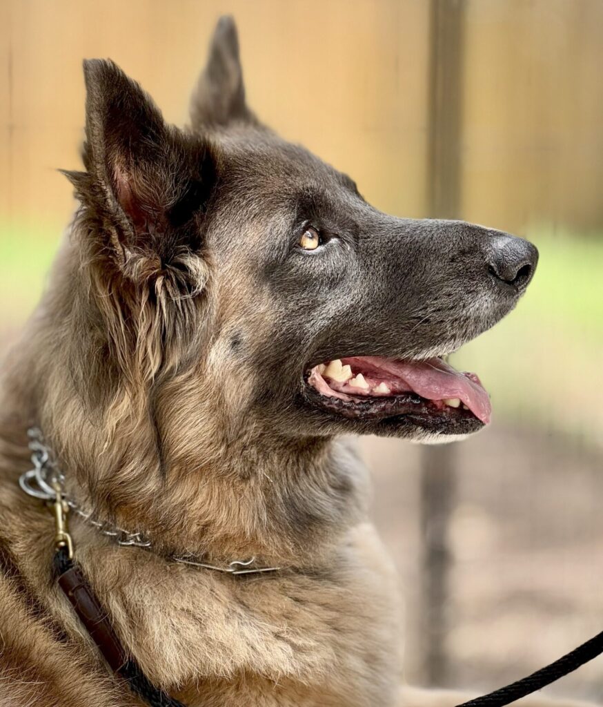dog training kingwood, humble, houston, Texas