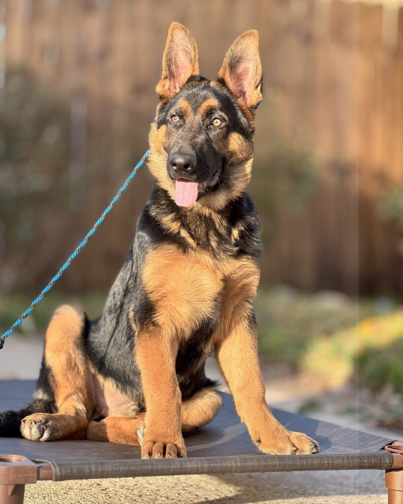 puppy training kingwood, humble, houston, Texas