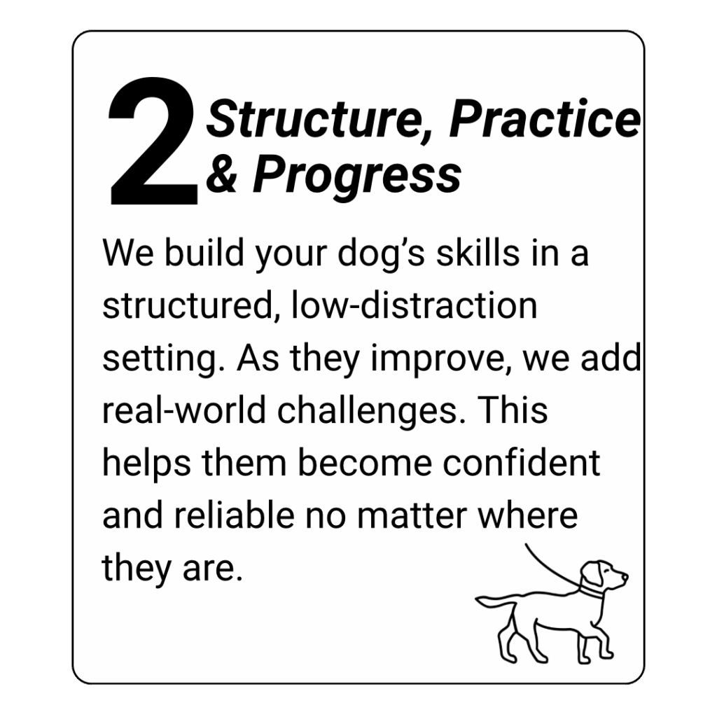 dog day training kingwood, humble, houston, Texas