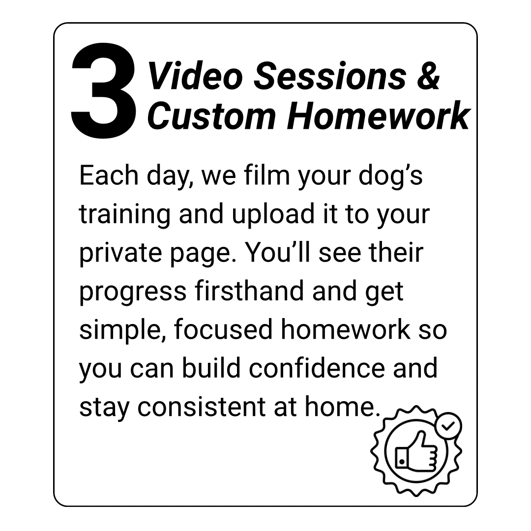 dog day training kingwood, humble, houston, Texas