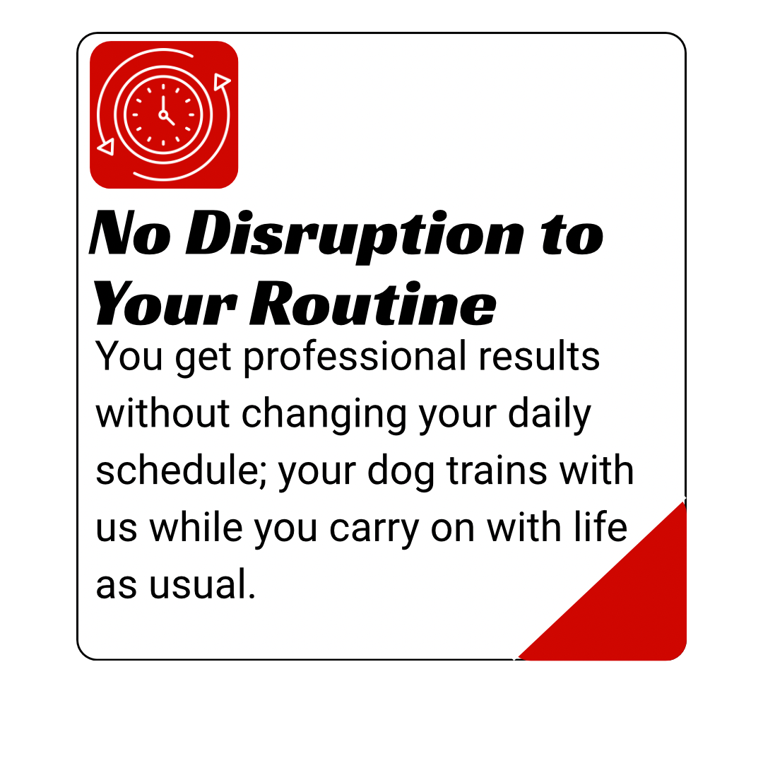 dog day training kingwood, humble, houston, Texas