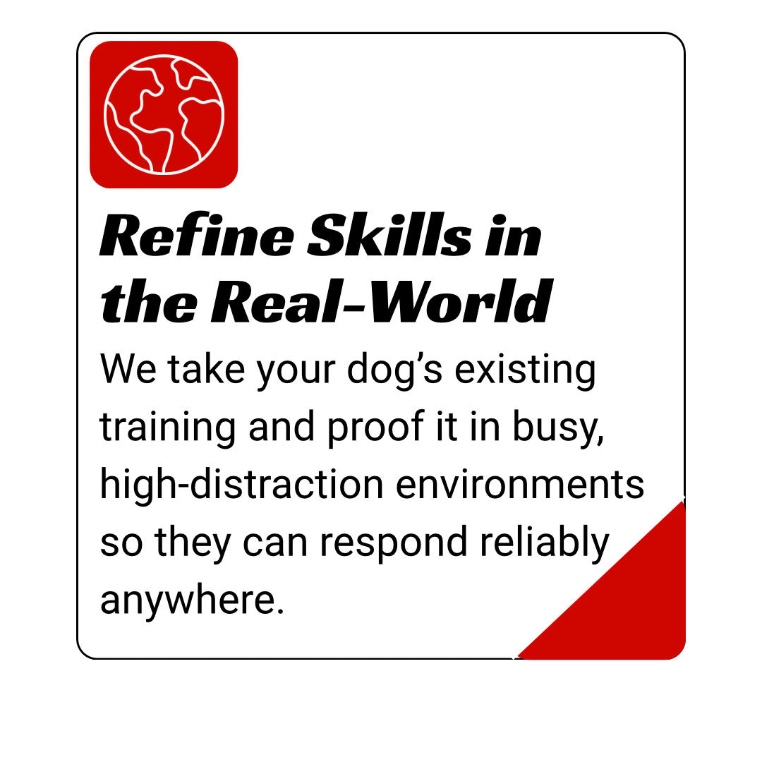 dog training kingwood, humble, houston, Texas