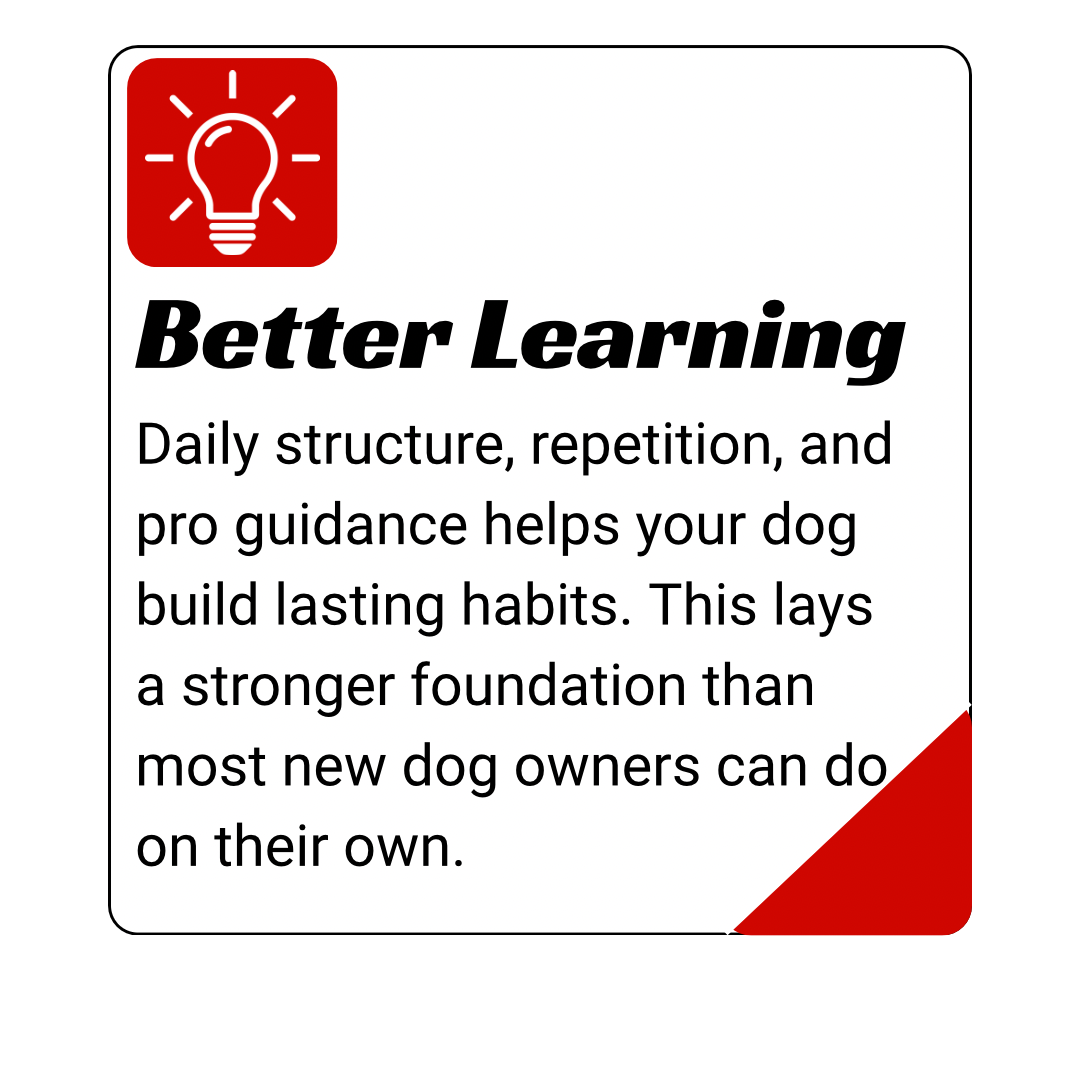 dog day training kingwood, humble, houston, Texas