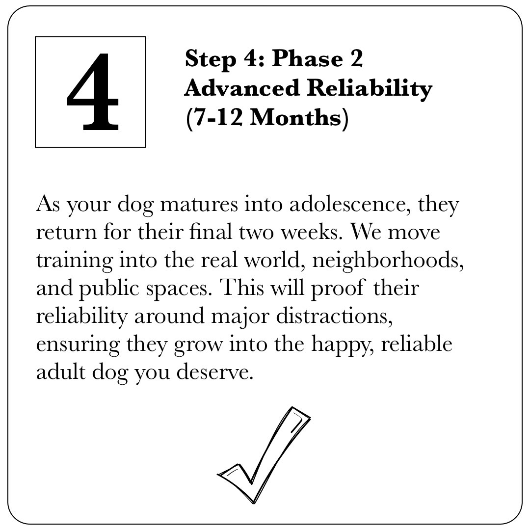 Step 4 of the Puppy Launchpad: Phase 2 Advanced Reliability for dogs aged 7 to 12 months, focusing on real-world proofing in public spaces.
