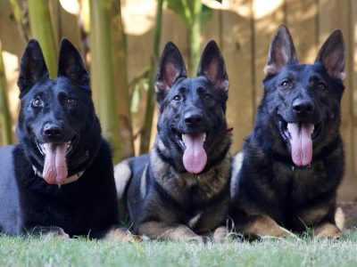 dog training kingwood, humble, houston, Texas