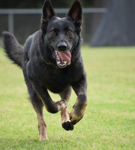 dog training kingwood, humble, houston, Texas