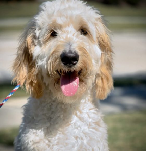 Dog Training in Humble, Houston, Kingwood, and Texas Areas