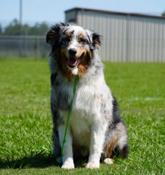 kingwood, humble, houston, dog training