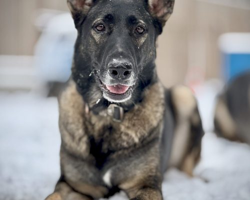dog training kingwood, humble, houston, Texas