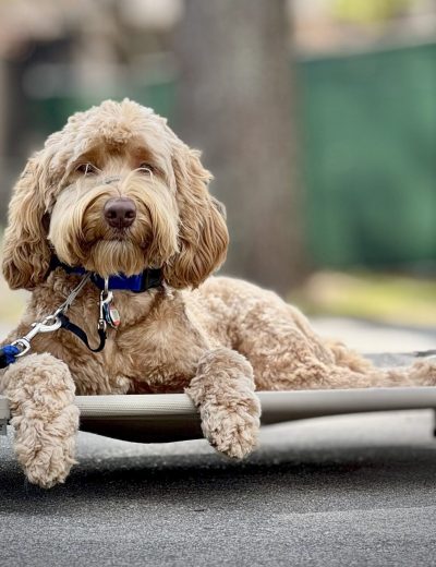 dog training kingwood, humble, houston, Texas