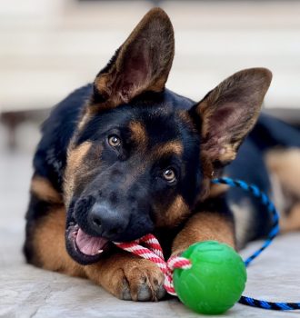 dog training kingwood, humble, houston, Texas