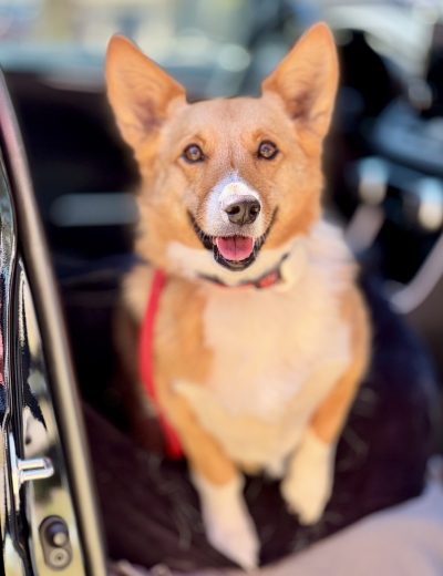 puppy training kingwood, humble, houston, Texas
