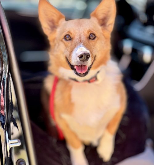 in-home dog training