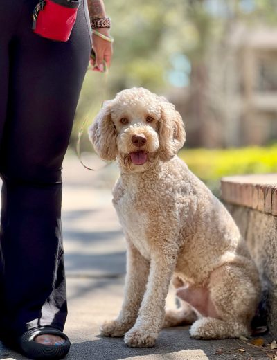 dog training kingwood, humble, houston, Texas