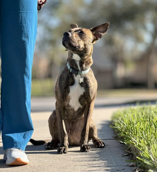 dog training kingwood, humble, houston, Texas