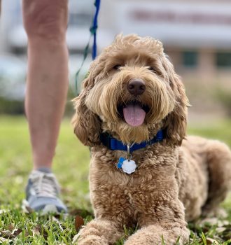 dog training kingwood, humble, houston, Texas